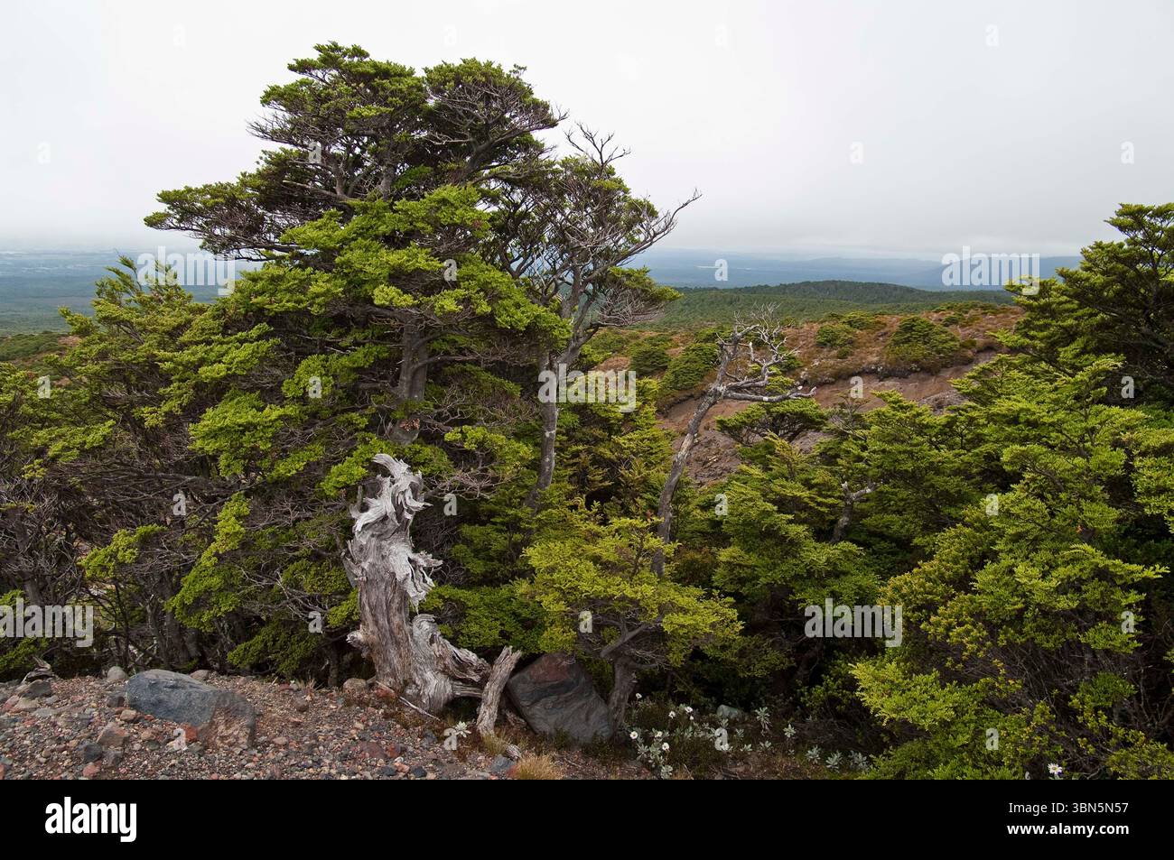 Knorrige alte Bäume am Südhang des Mount Ruapehu, nicht weit von Ohakune, Nordinsel, Neuseeland. Blauer Himmel und dunkle Regenwolken. Stockfoto