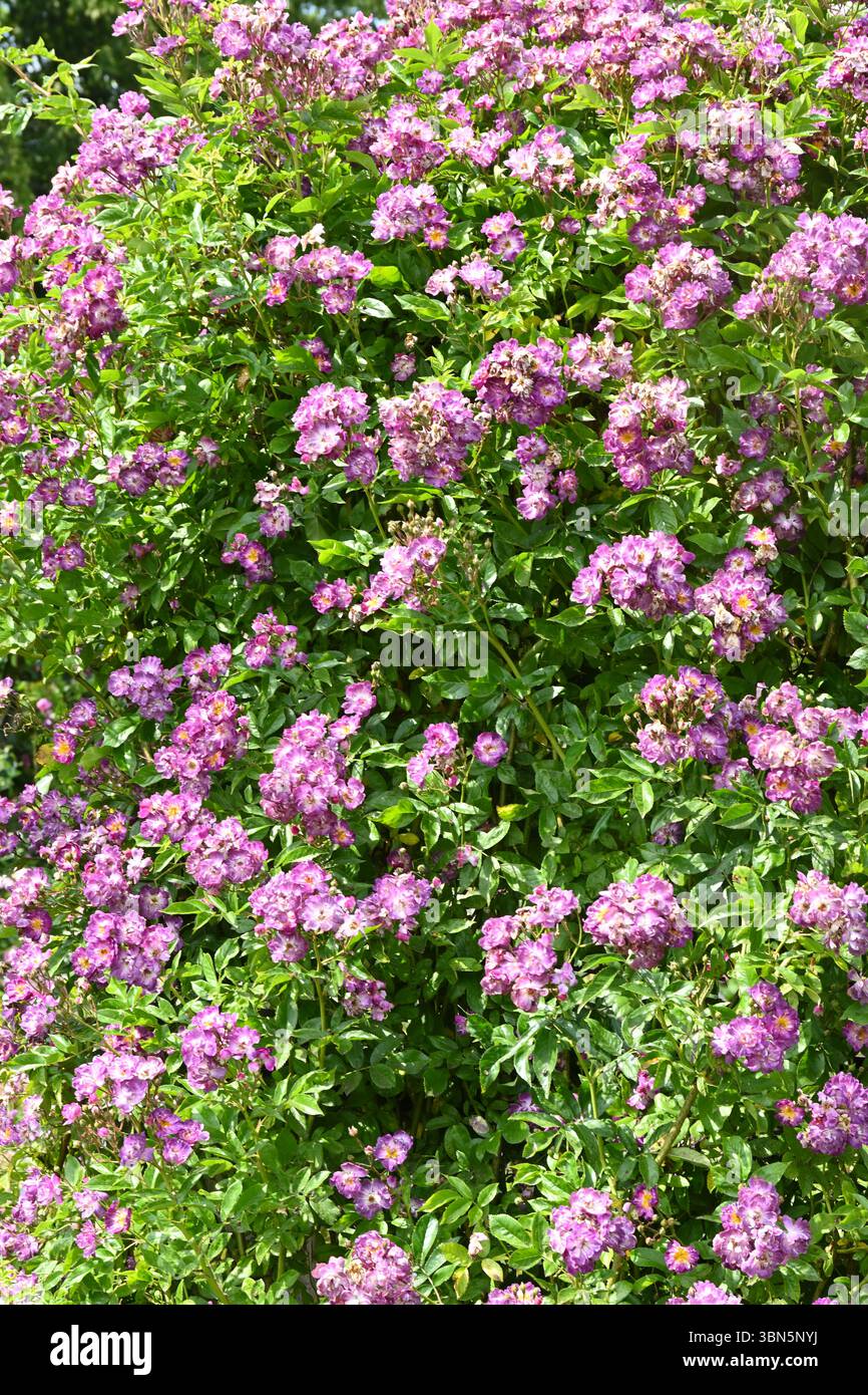Ansammlungen von violetten Sommerrosen Rosa Veilchenblau im britischen Garten Juni Stockfoto