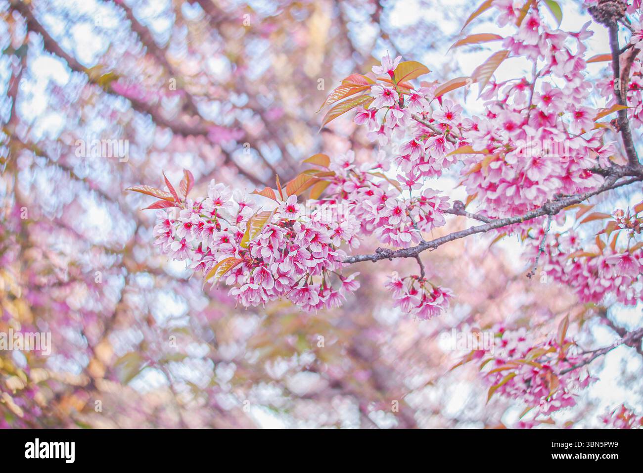 Schöne weiße und rosafarbene Kirschblüte, die auf einem unscharfen Herzform-Bokeh-Hintergrund hängt. Stockfoto
