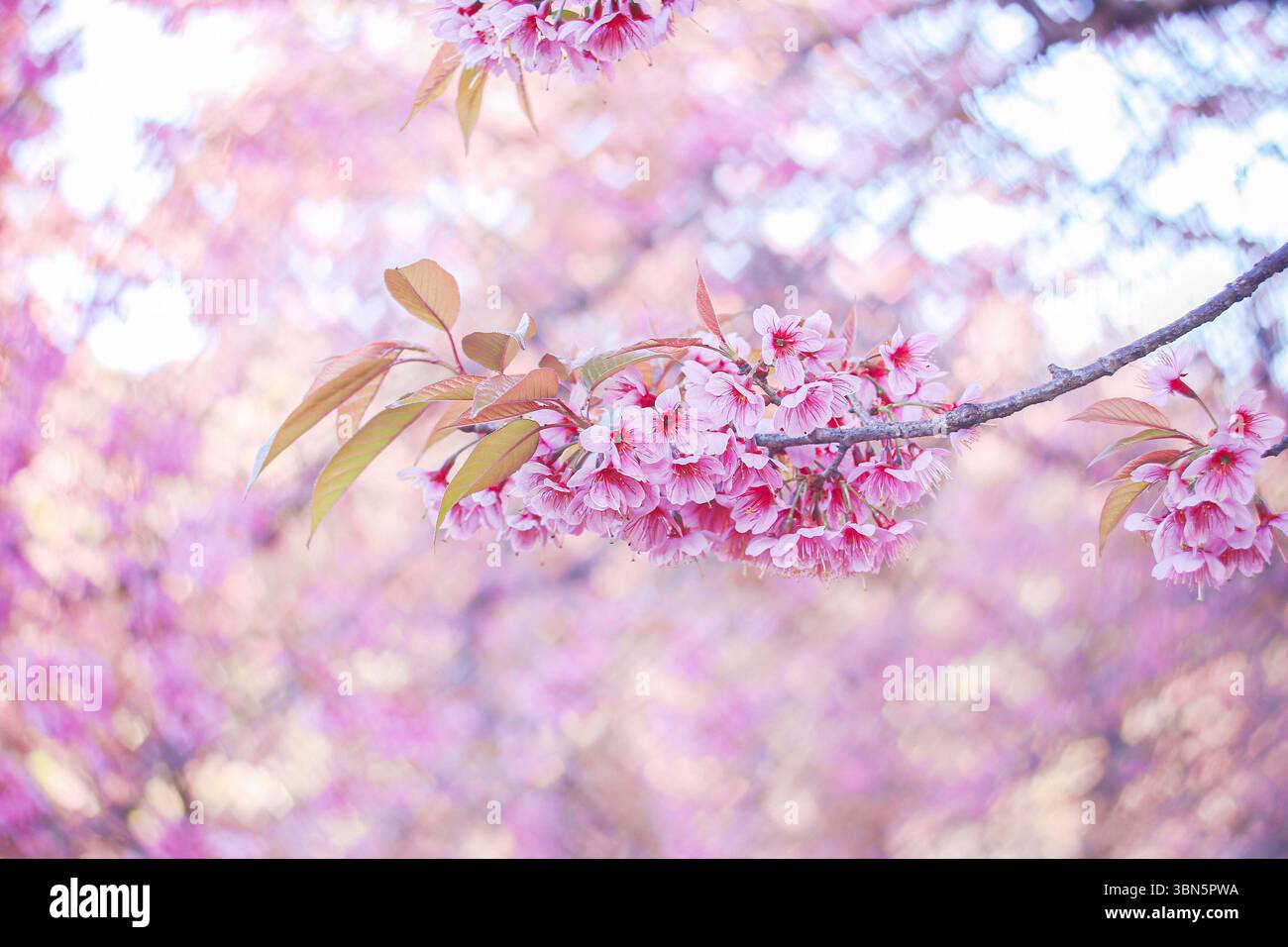 Schöne weiße und rosafarbene Kirschblüte, die auf einem unscharfen Herzform-Bokeh-Hintergrund hängt. Stockfoto