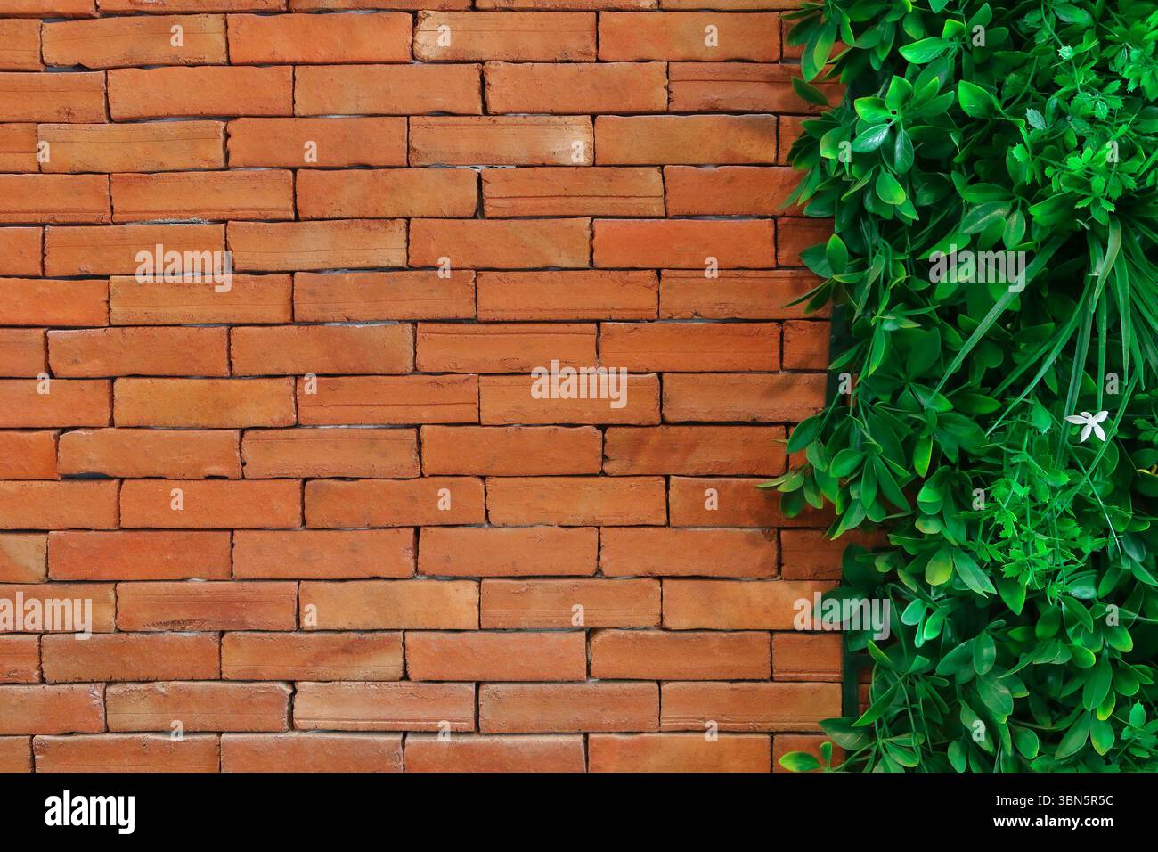 Wand mit grünen Blättern für Hintergrund und Design. Stockfoto