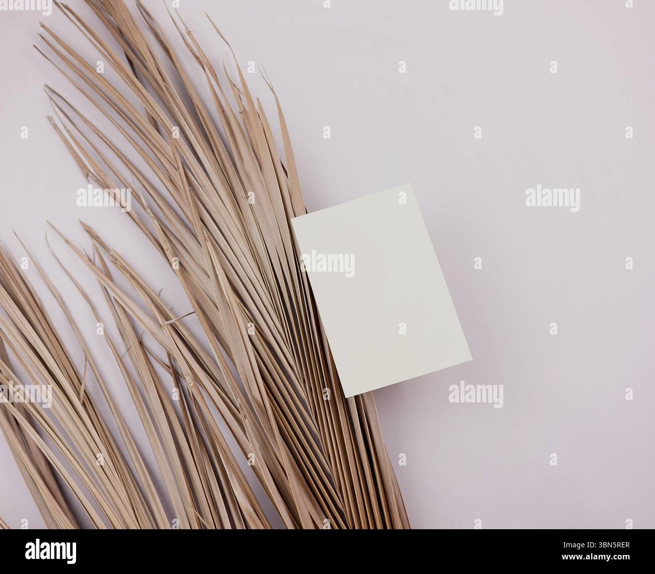 Von Hand aufgenommen echtes Foto weiße leere Karte trockene Palmzweige weiße neutrale nordische Modellvorlage Stockfoto