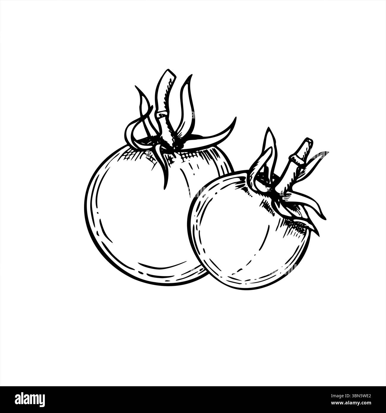 Zwei ganze Tomaten monochrome Vektor-Illustration gemalt mit schwarzen Tinten. Sommer Garten Gemüse Grafik Skizze für Lebensmittel Verpackung, gesunde Lebensweise Stock Vektor