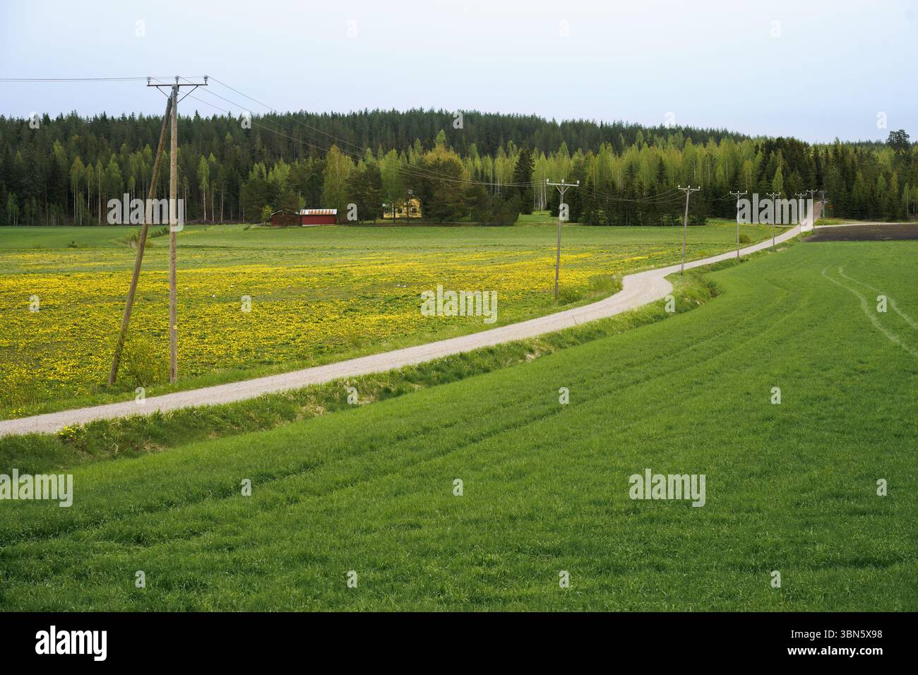 Ländliche Schotterstraße vorbei an blühendem gelben Blumenfeld in Finnland. Stockfoto