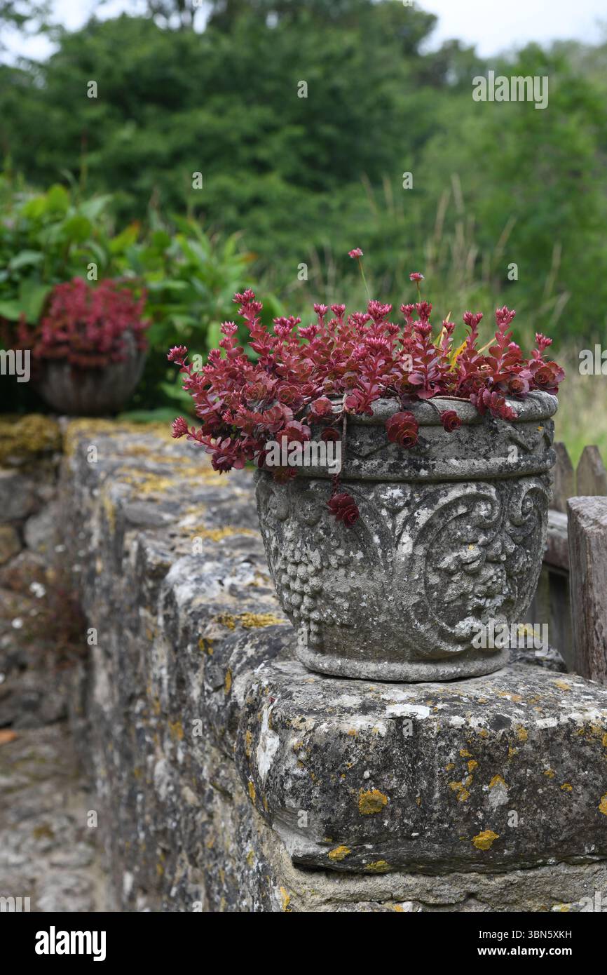 Sukkulenten auf einer Steinmauer Stockfoto