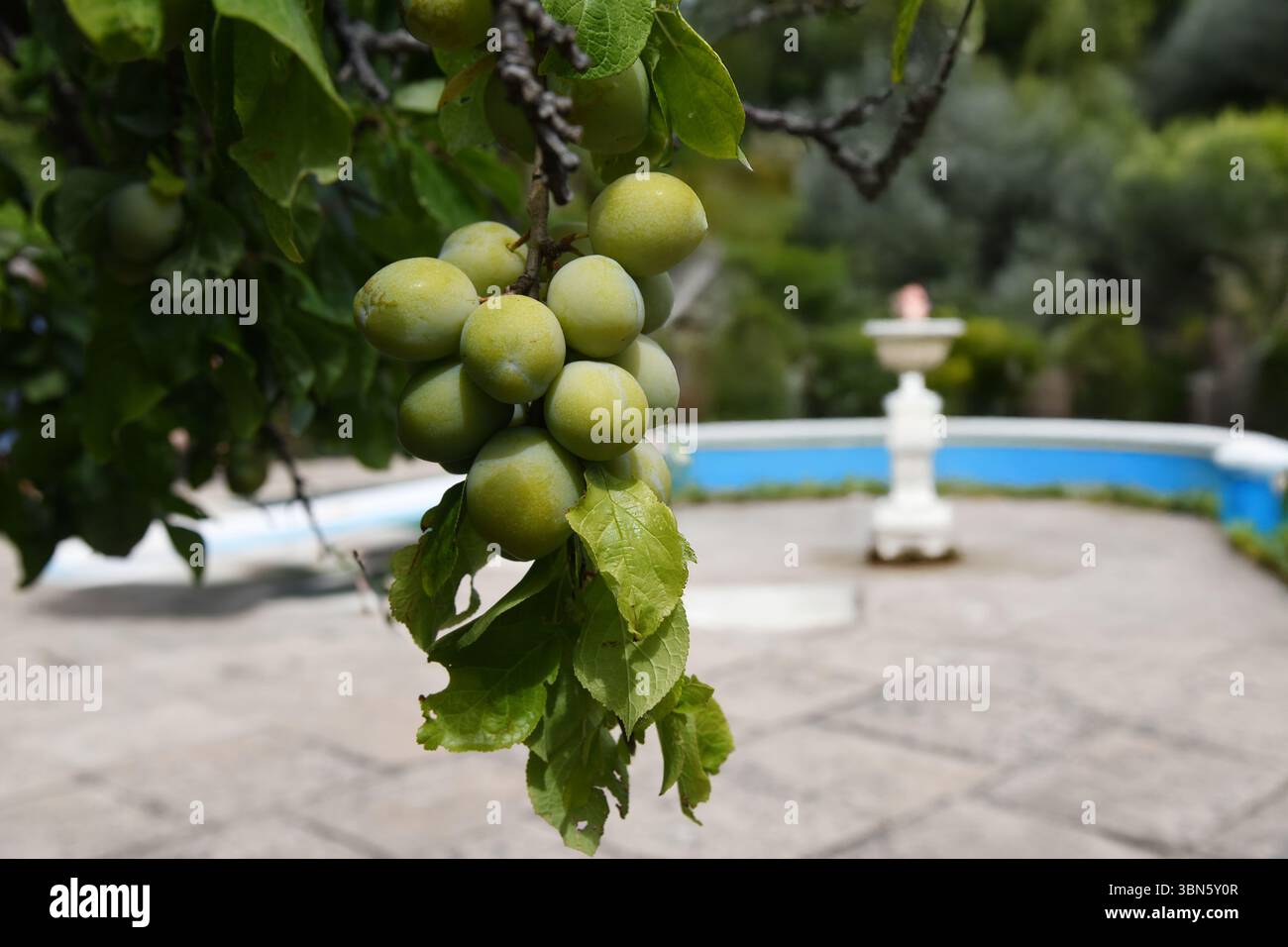 Pflaumen im italienischen Garten Stockfoto