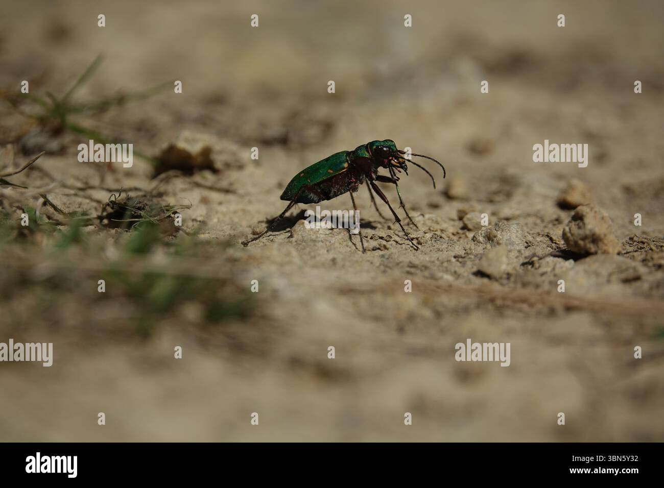 Der grüne Tigerkäfer (Cicindela campestris) Stockfoto