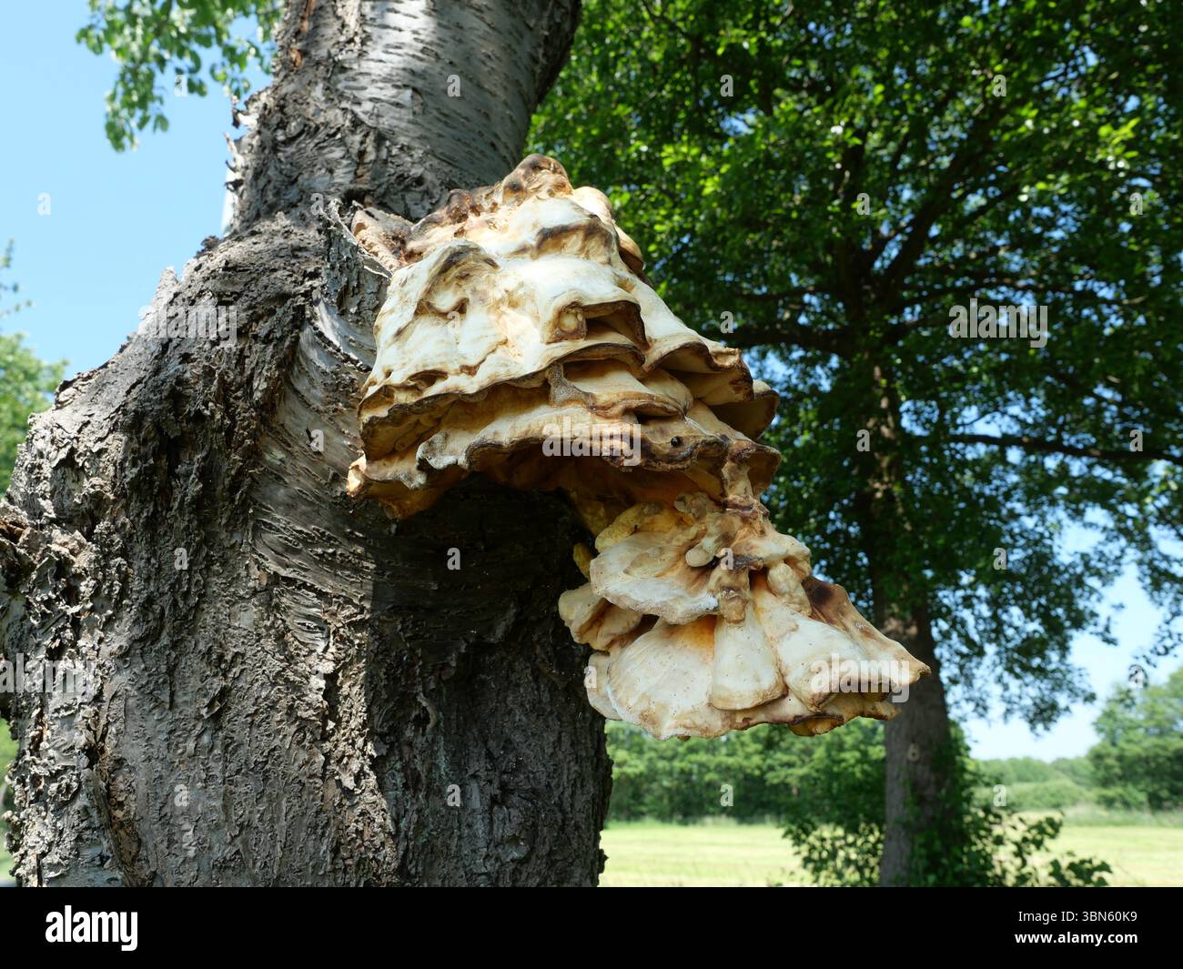 Großer Schwefelschelzenpilz wächst auf Obstbäumen in der Nähe der Straße. Naturdetails. Kopierbereich. Stockfoto