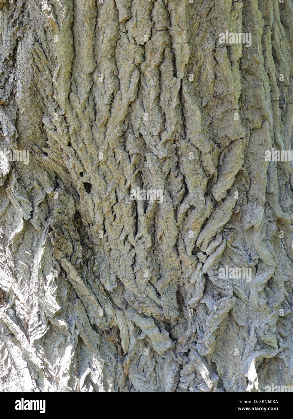 Stark strukturierte Weidenrinde mit Tiefe und Bewegung – ein natürliches Muster voller Charakter, ideal für den Hintergrund oder kreative Designs. Kopierraum. Stockfoto