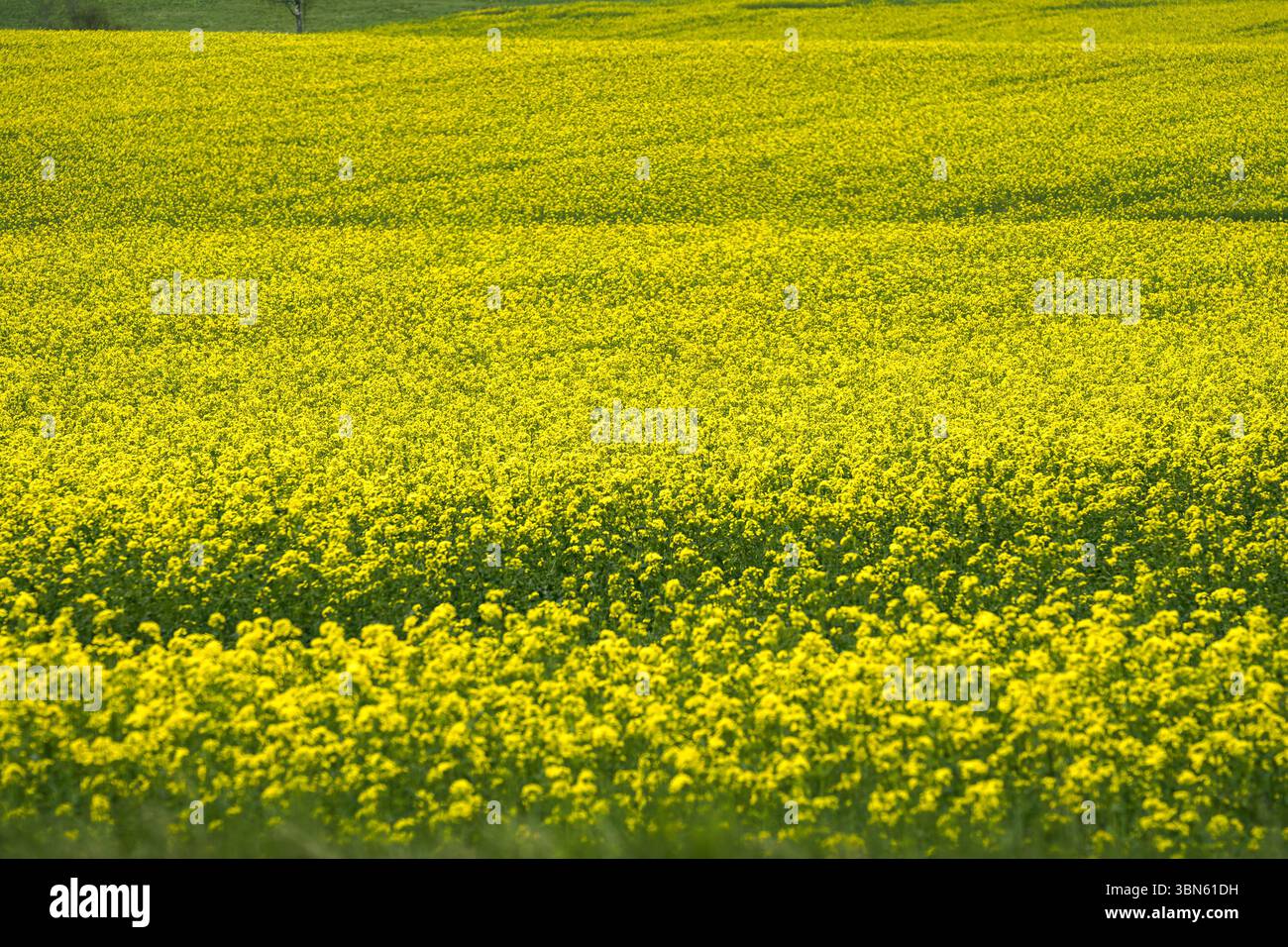 Leuchtend gelbes Blumenfeld, das im Frühling blüht. Finnland. Stockfoto