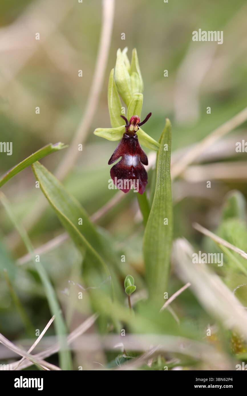 Orchidee - Ophrys Insectifera fliegen Stockfoto