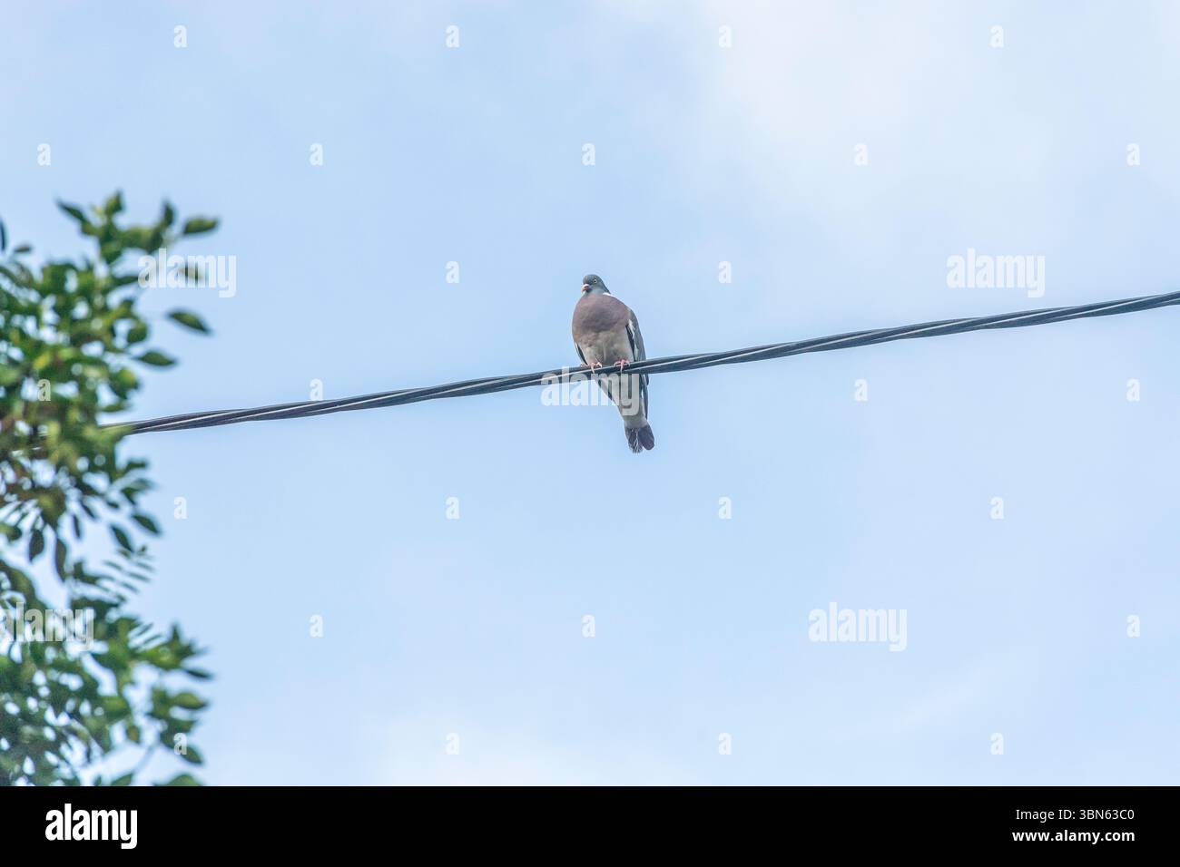 Holztaube an einem Telefonkabel Stockfoto