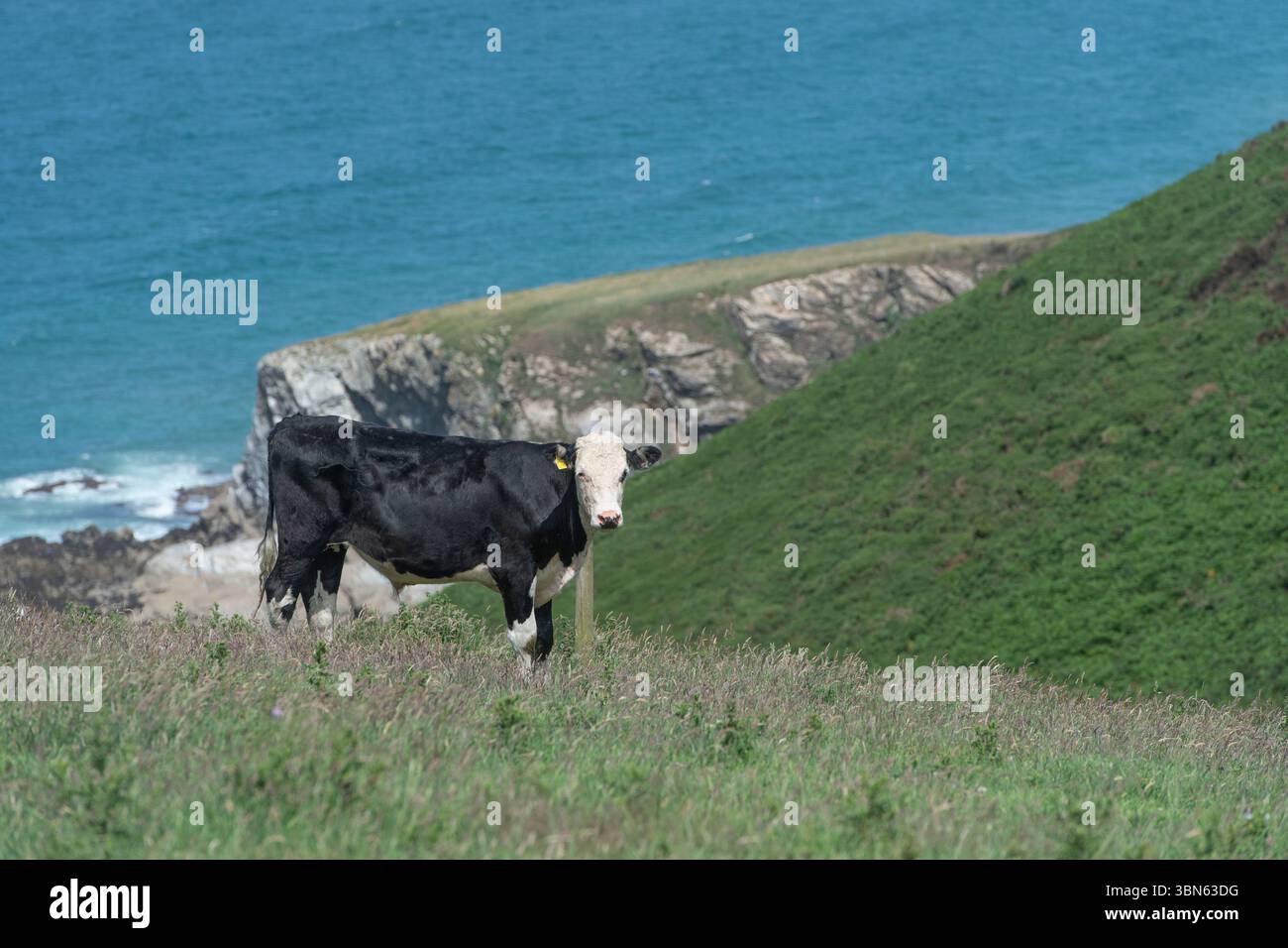 Hereford Bull stand auf einer Klippe in Cornwall mit Meer dahinter Stockfoto