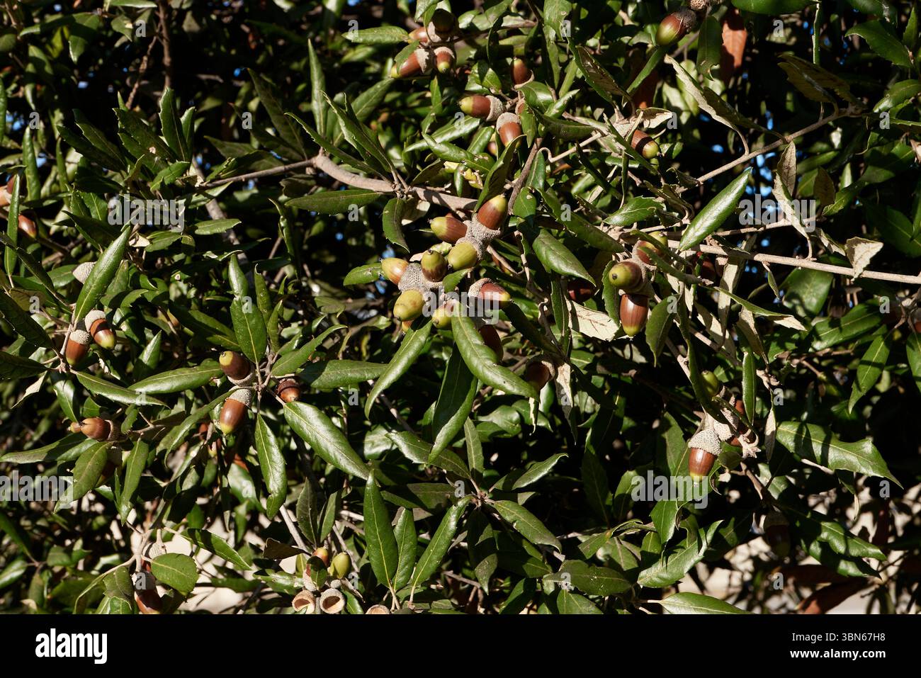 Quercus ilex Ast Nahaufnahme Stockfoto