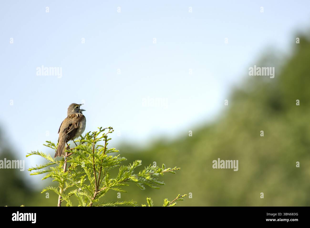 Lark Sparrow singt sein Herz aus der Spitze eines kleinen immergrünen Stils Baum mit grauem Himmel Hintergrund Stockfoto