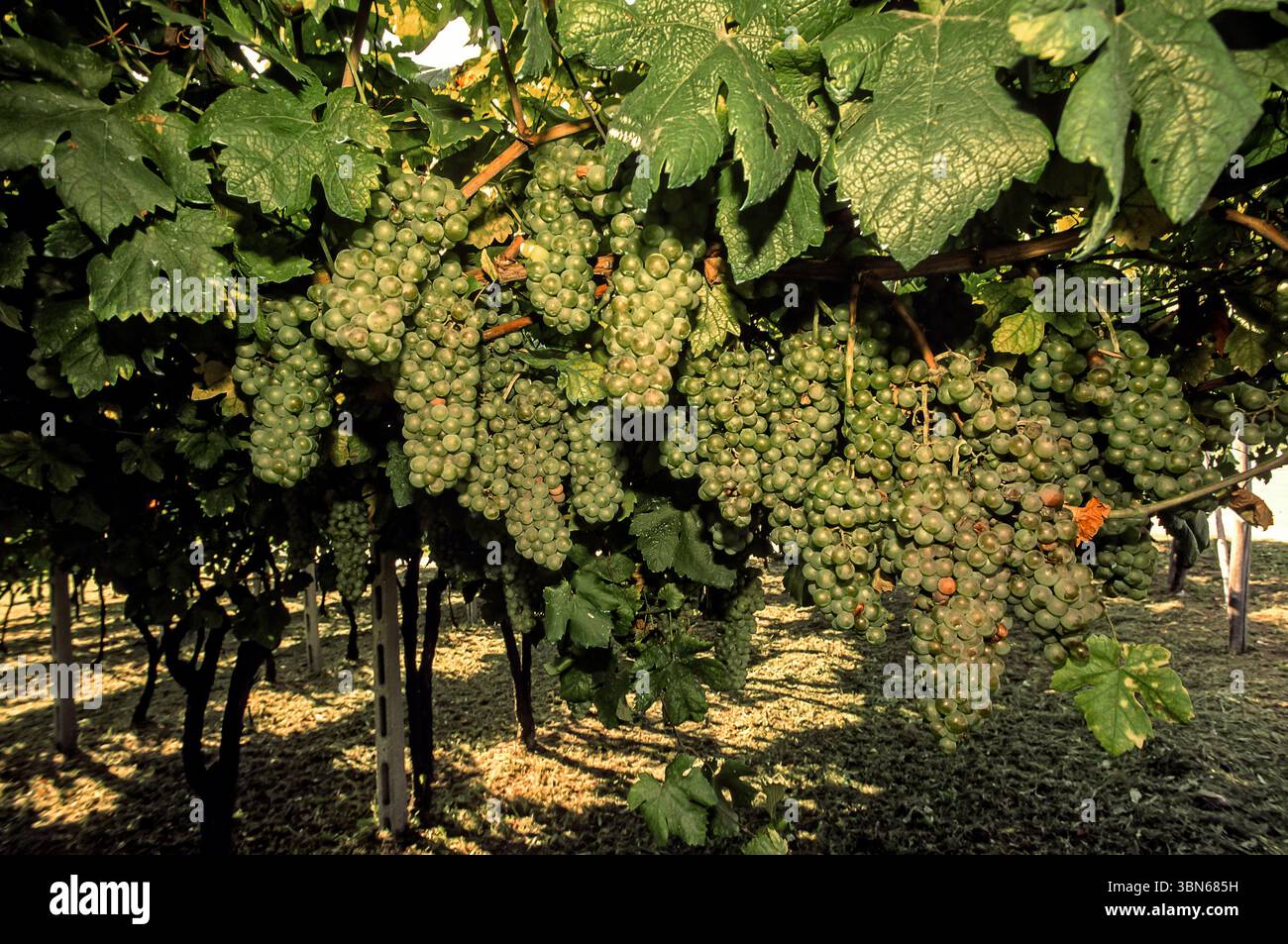 Taly Piemont Canavese Weinberge von Erbaluce di Caluso Stockfoto