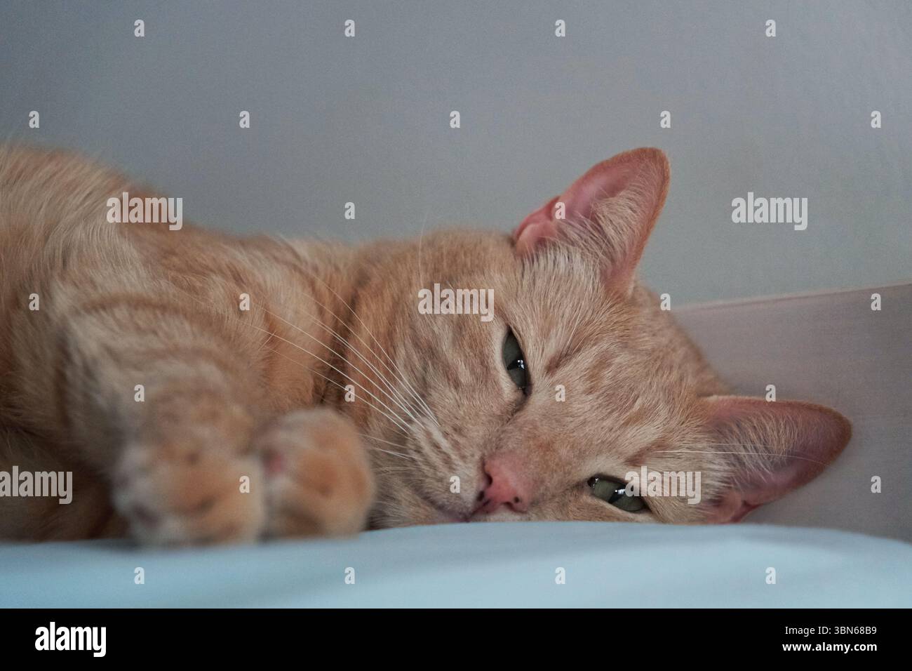 Schläfrige Katze auf Bett Stockfoto