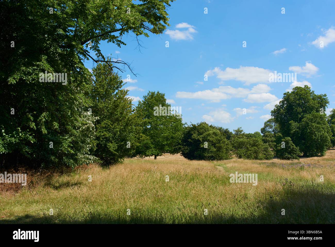Bäume und Felder im Hyde Park, London, Großbritannien, im Sommer Stockfoto