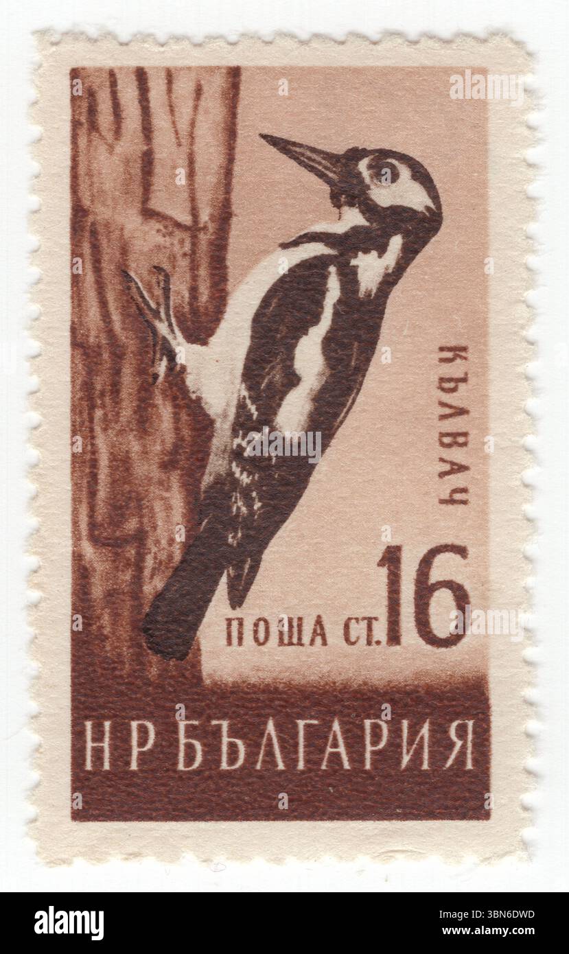 BULGARIEN — 1959. Juni 30: 16 stotinki-Kastanienmarke und dunkelbraune Briefmarke mit dem Rotspecht. Dendrocopos Major ist ein mittelgroßer Spechte mit schwarz-weißem Gefieder und einem roten Fleck am Unterbauch. Männchen und Jungvögel haben auch rote Markierungen am Hals oder Kopf. Diese Art kommt in der Paläarktis vor, einschließlich Teilen Nordafrikas. In den meisten Teilen des Verbreitungsgebietes ist sie resistent, aber im Norden werden einige wandern, wenn der Nadelkoniferkegel ausfällt Stockfoto