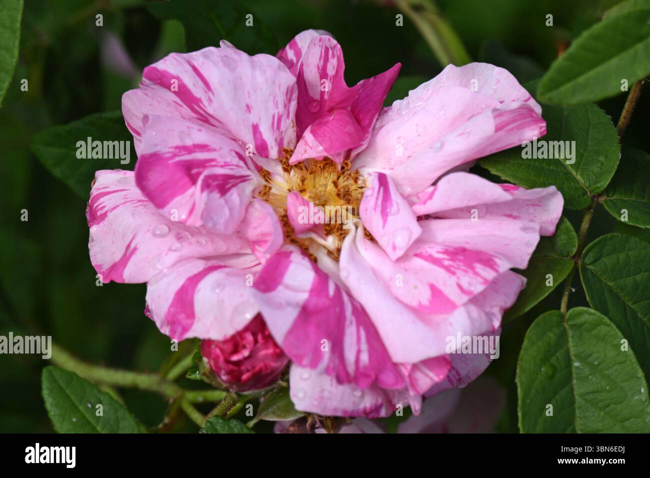 Gestreifte rosa und weiße Sommerblumen der Art Rose Rosa Mundi im britischen Garten Juni Stockfoto