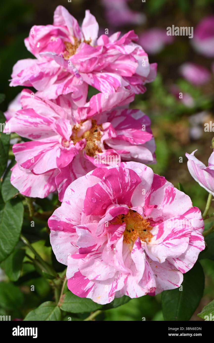 Gestreifte rosa und weiße Sommerblumen der Art Rose Rosa Mundi im britischen Garten Juni Stockfoto