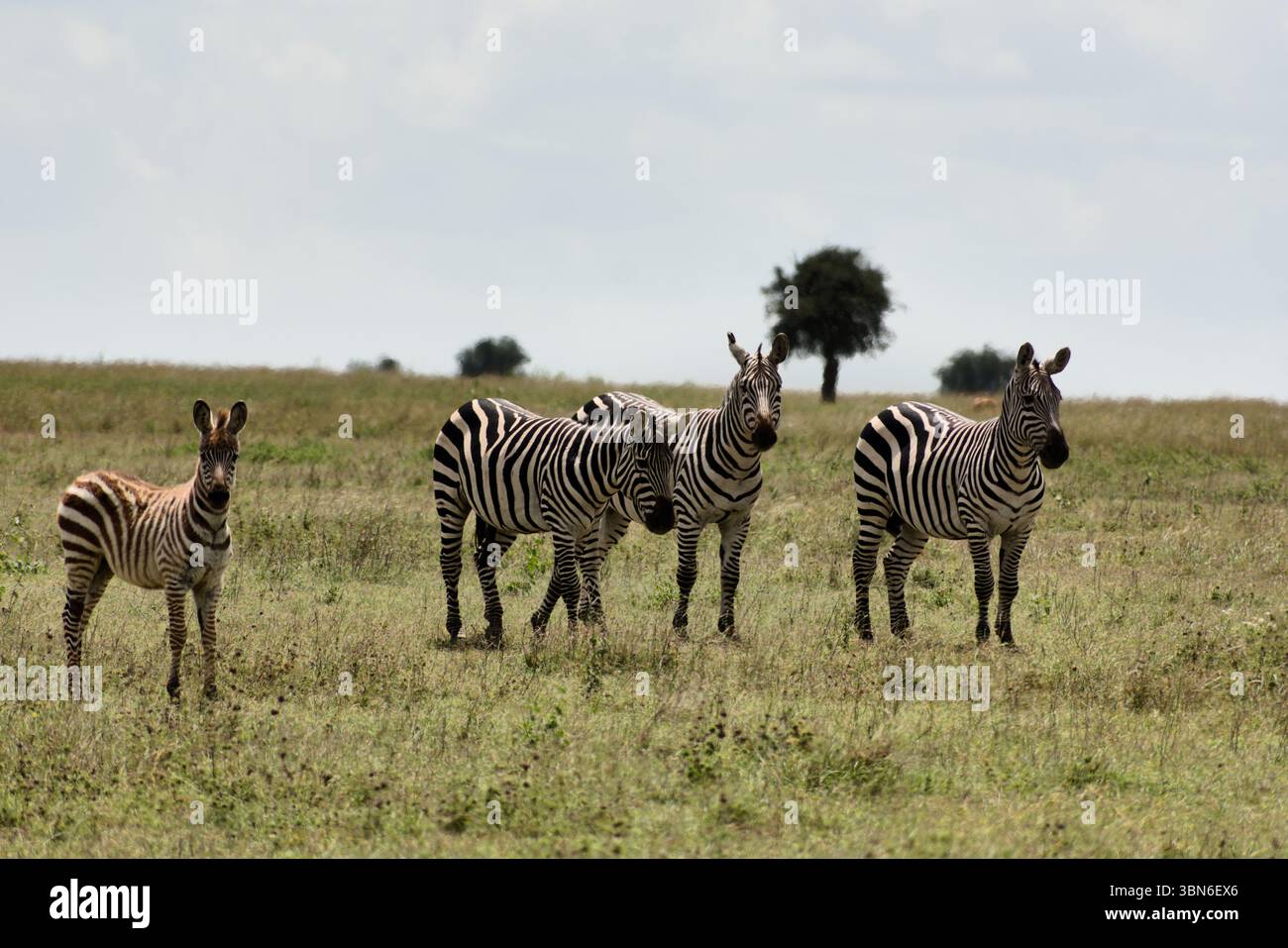 Zebras am Mittag in der Savanne Stockfoto