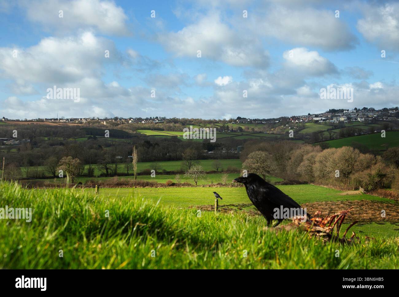 Aaskrähen, die an Kadavern fressen, in der Landschaft von Devon, großbritannien Stockfoto