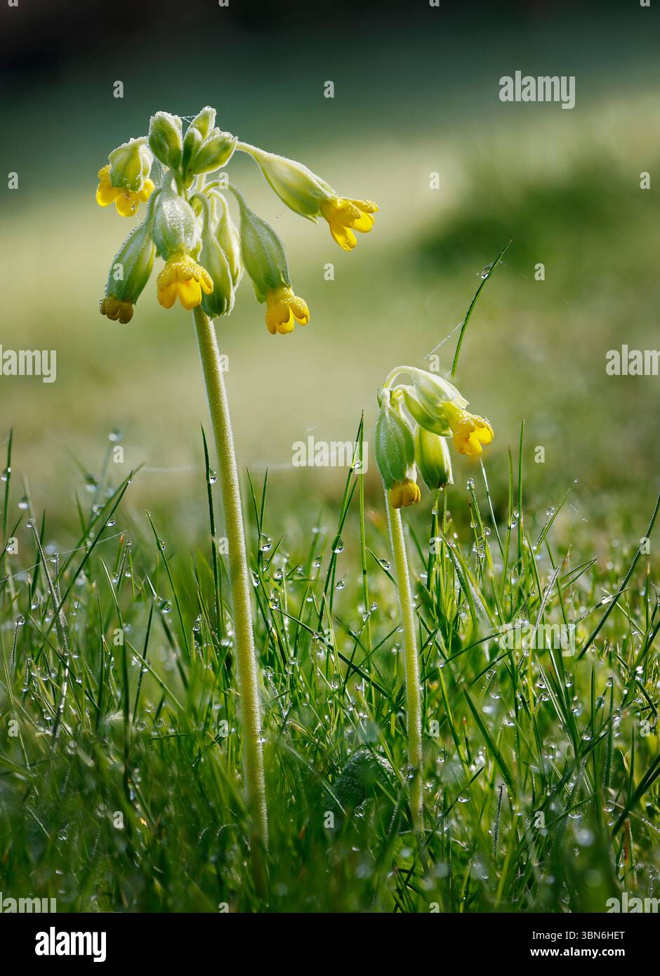Schlüsselblume Primula veris Stockfoto