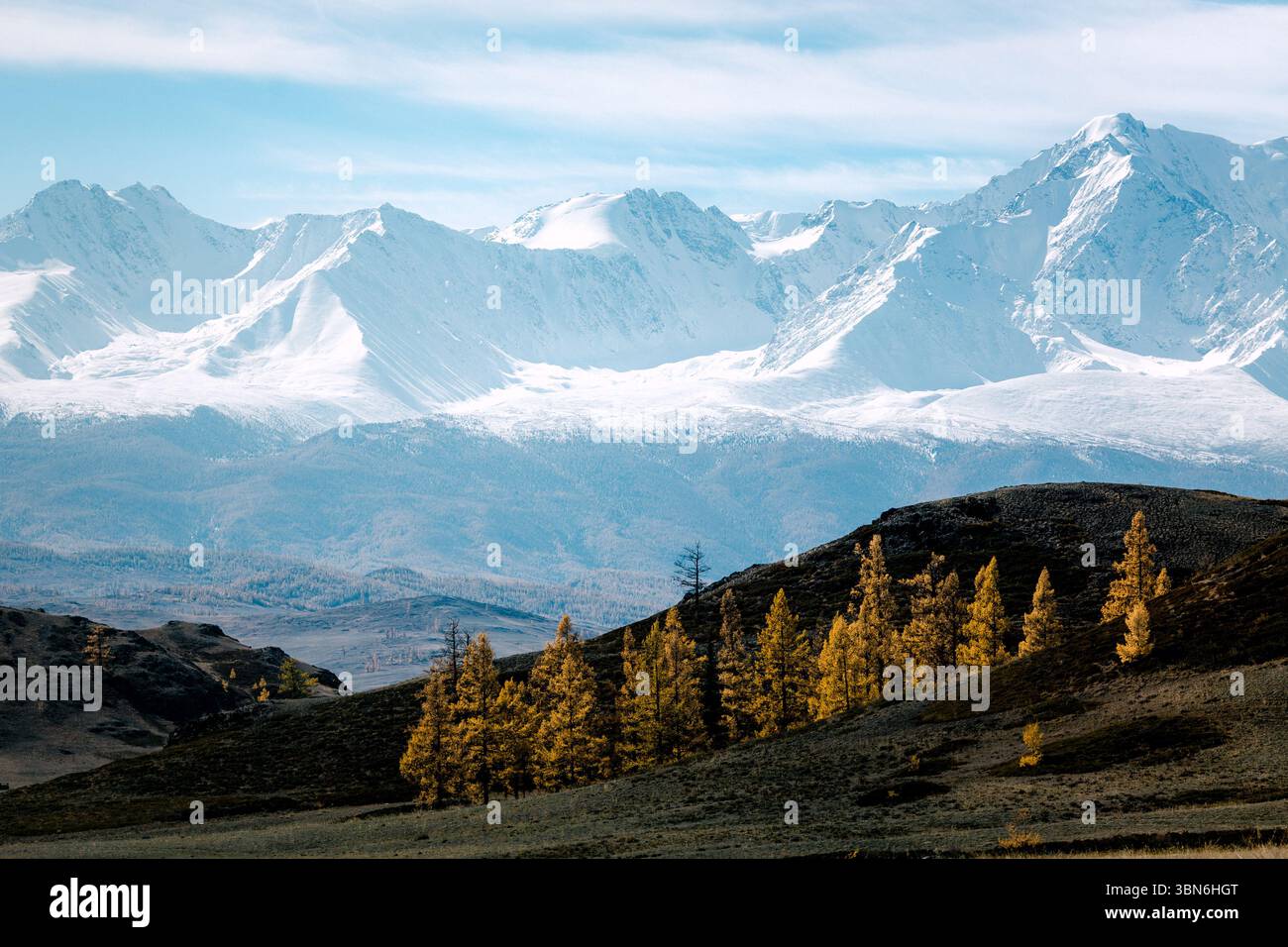 Schneebedeckte Berge erheben sich in der republik Altai, deren weiße Gipfel über goldenen Bäumen in den Ausläufern ragen. Die Szene ist mit Kontrast gefüllt, Stockfoto