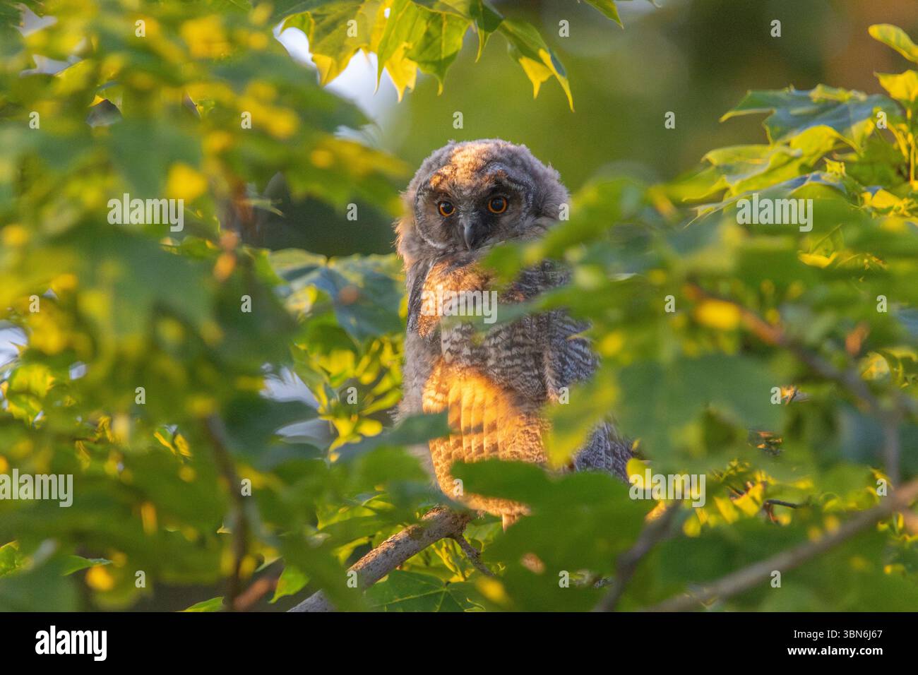 Langohrige Eulen (asio otus) in Finnland Stockfoto