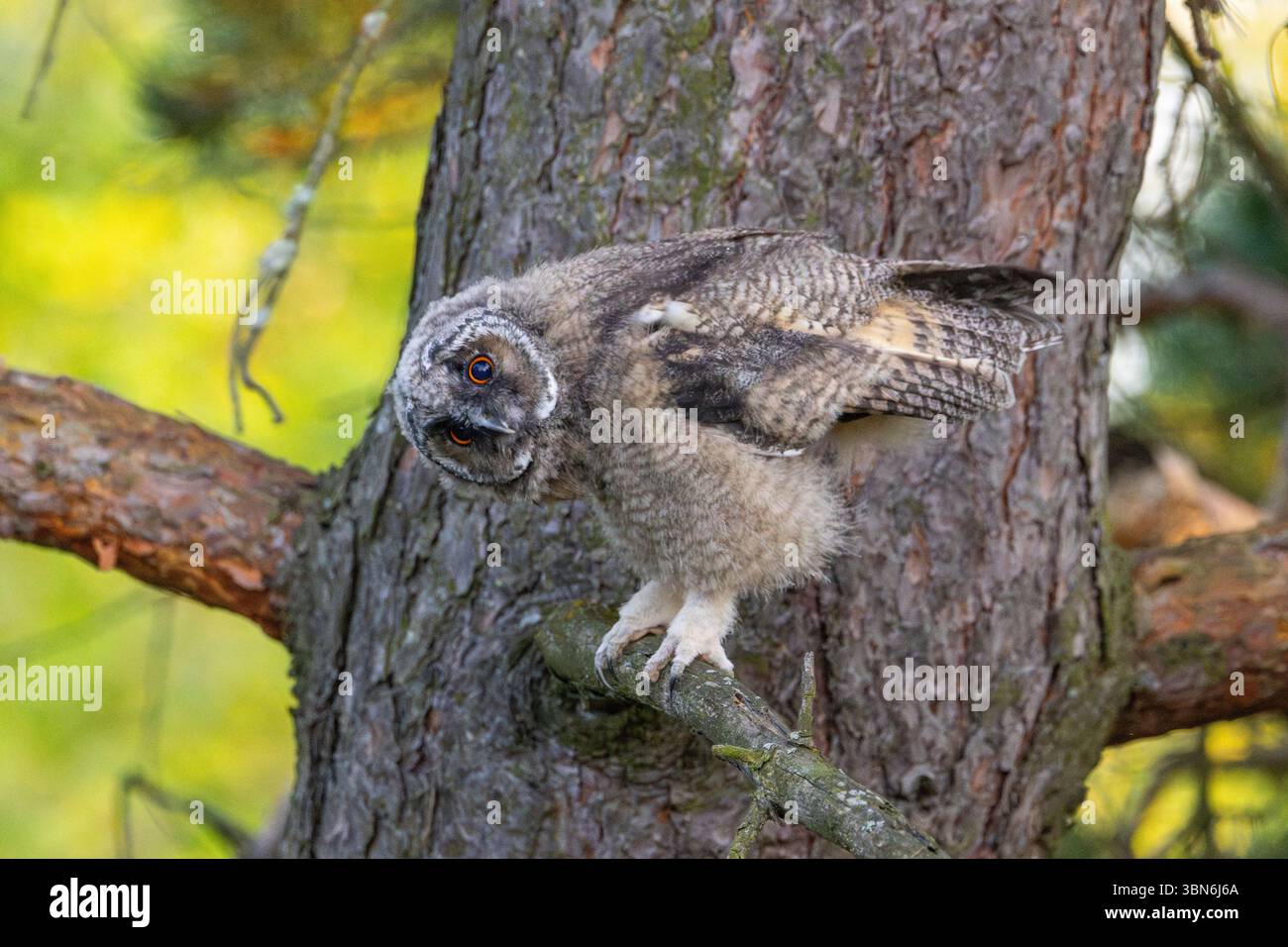 Langohrige Eulen (asio otus) in Finnland Stockfoto