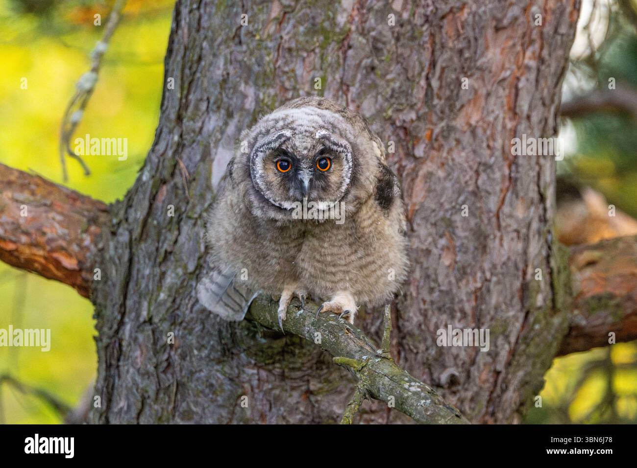 Langohrige Eulen (asio otus) in Finnland Stockfoto
