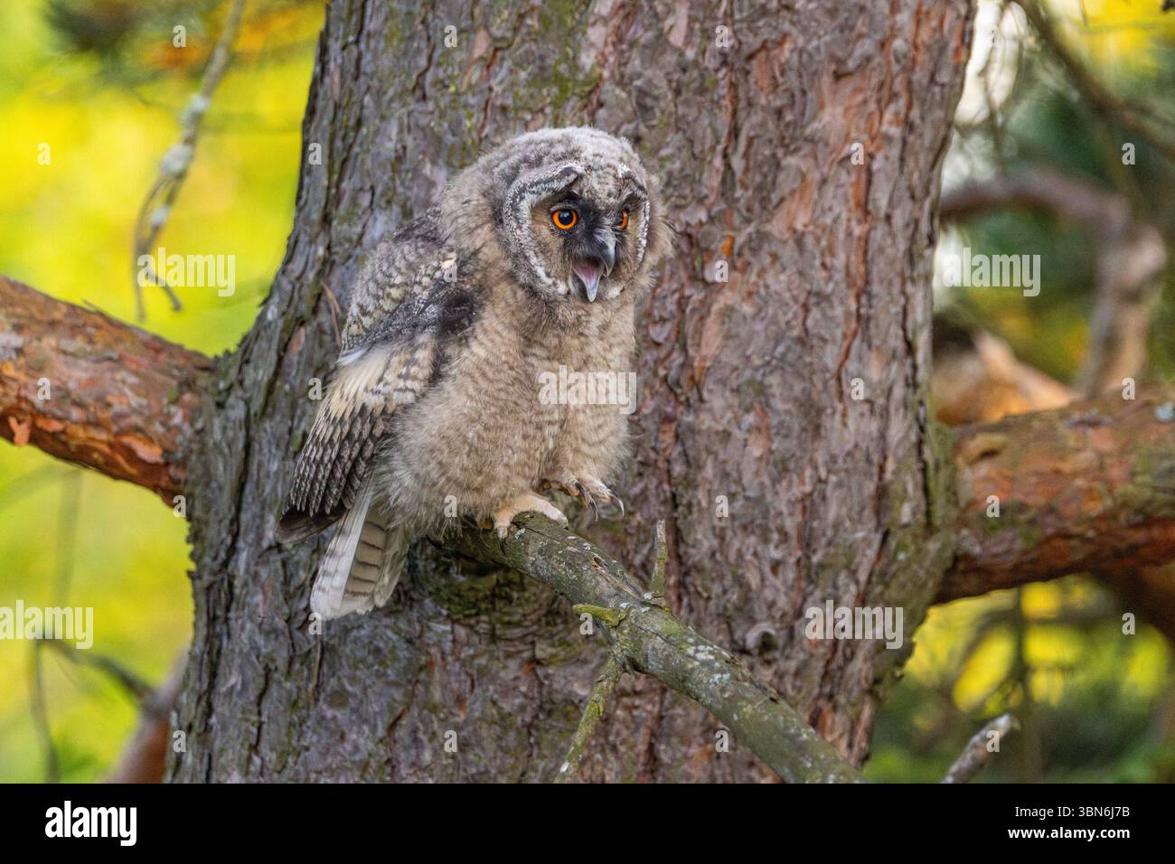 Langohrige Eulen (asio otus) in Finnland Stockfoto