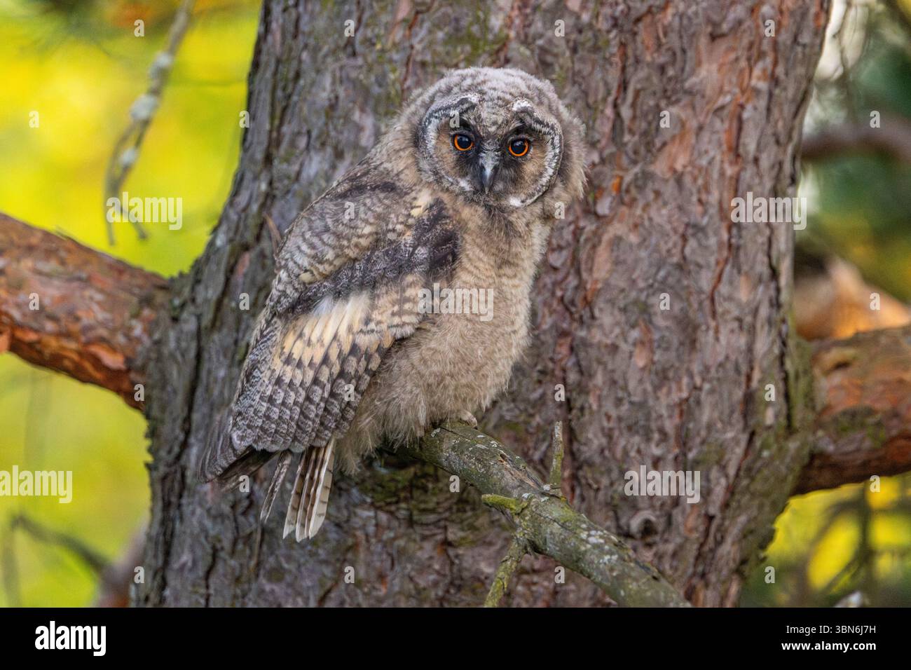 Langohrige Eulen (asio otus) in Finnland Stockfoto