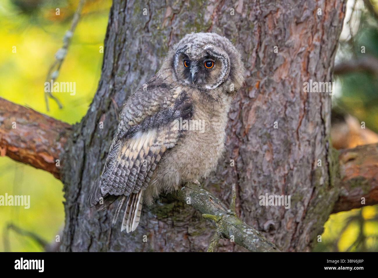 ASIO Otus (Langohrige Eule) Stockfoto