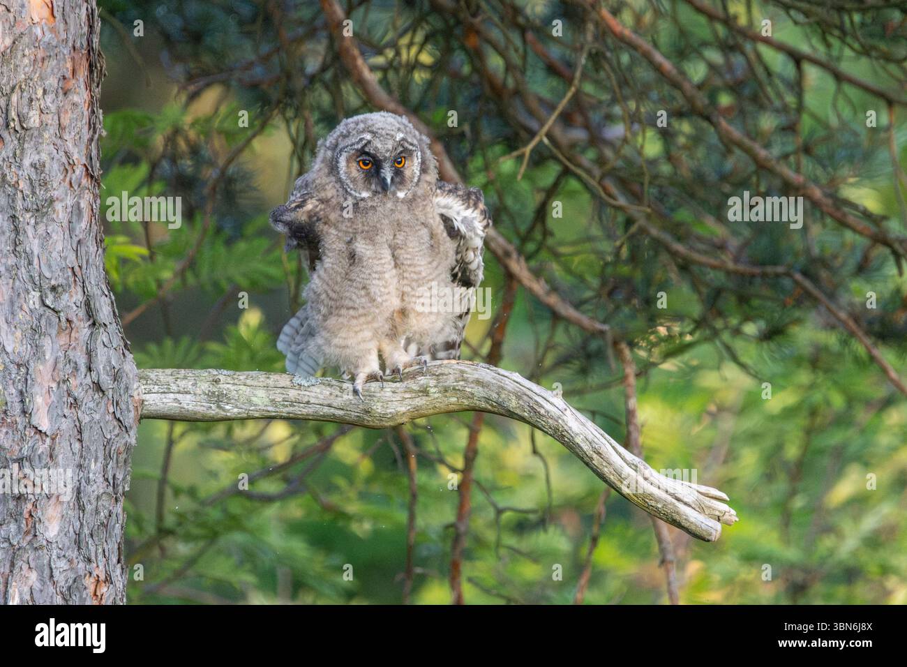 ASIO Otus (Langohrige Eule) Stockfoto