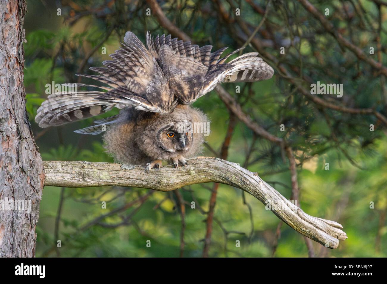 Langohrige Eulen (asio otus) in Finnland Stockfoto