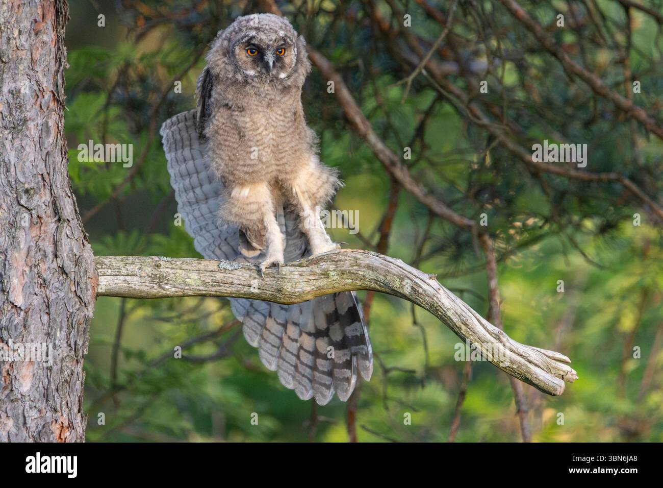 Langohrige Eulen (asio otus) in Finnland Stockfoto