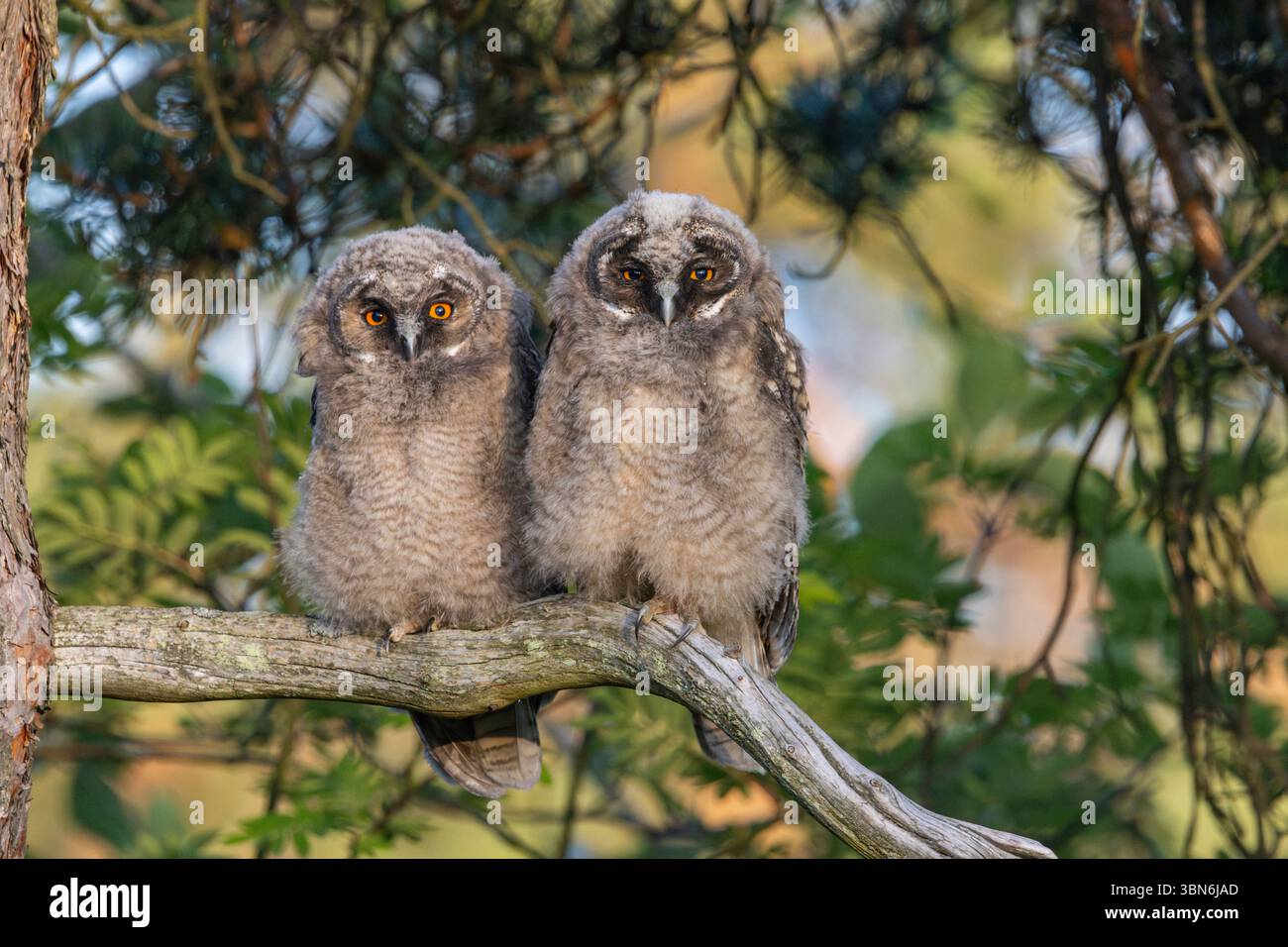 Langohrige Eulen (asio otus) in Finnland Stockfoto