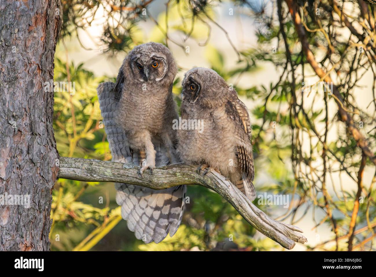 Langohrige Eulen (asio otus) in Finnland Stockfoto