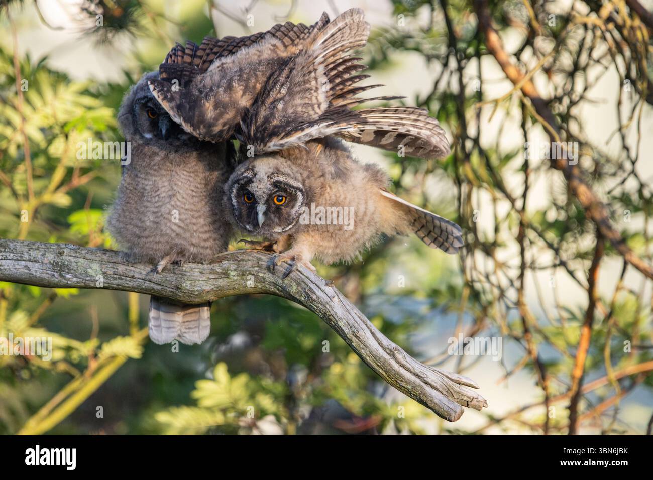Langohrige Eulen (asio otus) in Finnland Stockfoto