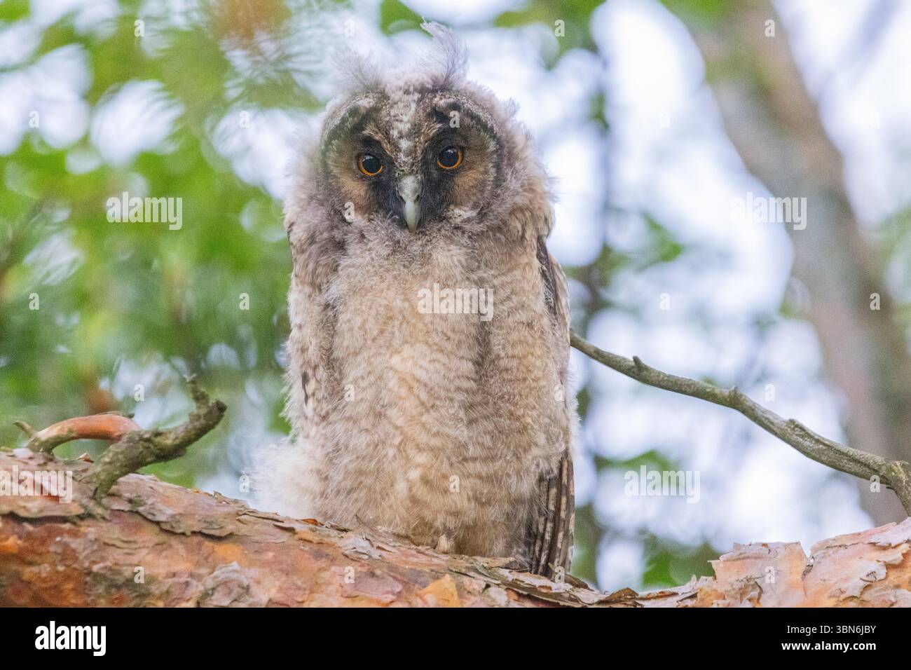 Langohrige Eulen (asio otus) in Finnland Stockfoto