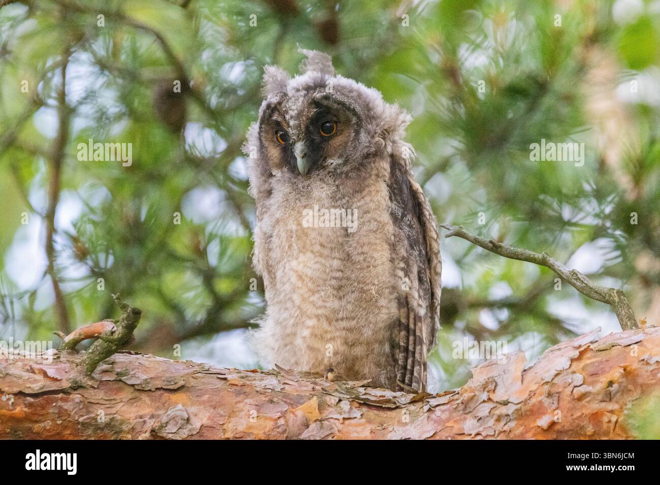 Langohrige Eulen (asio otus) in Finnland Stockfoto