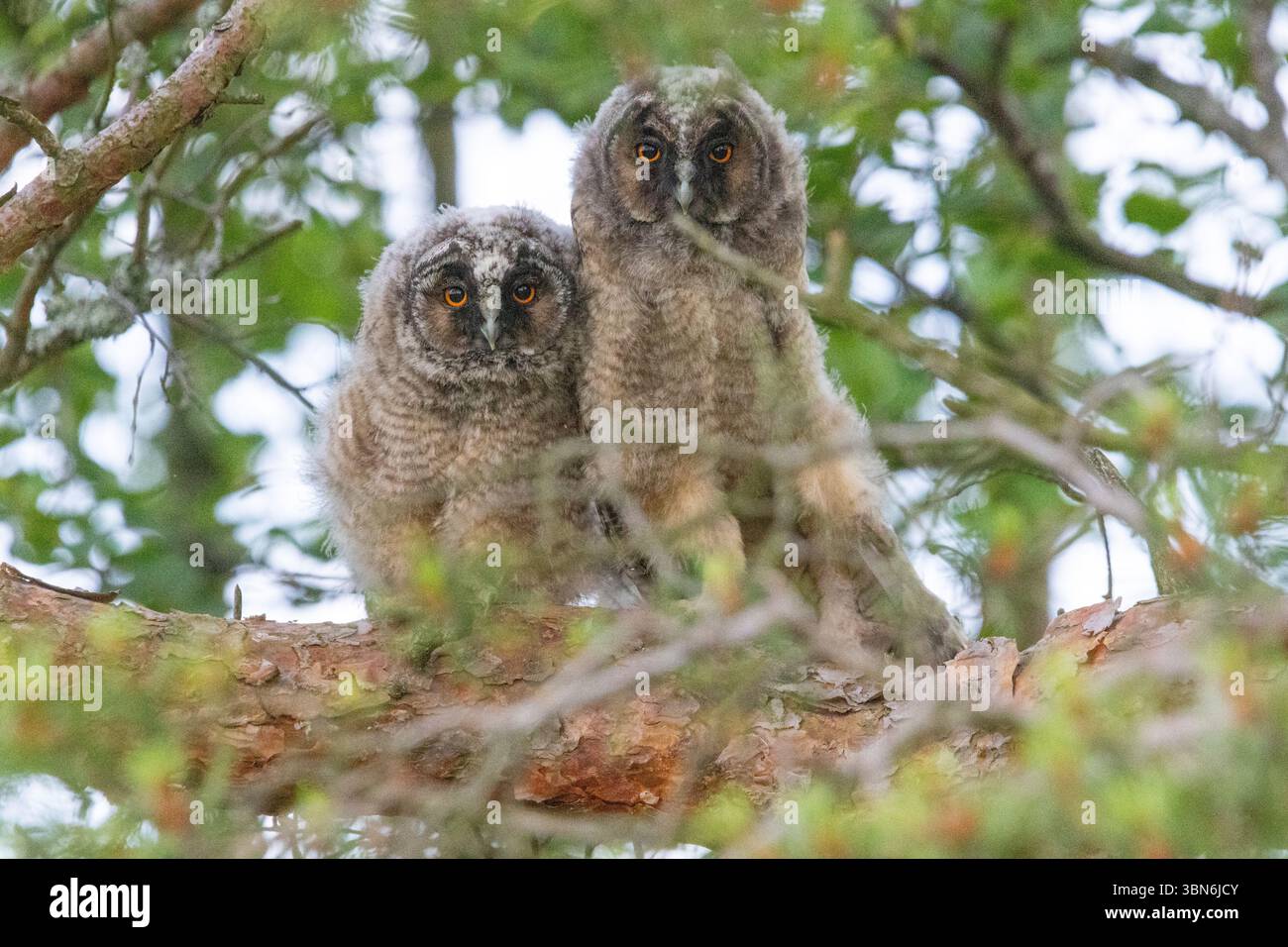 Langohrige Eulen (asio otus) in Finnland Stockfoto