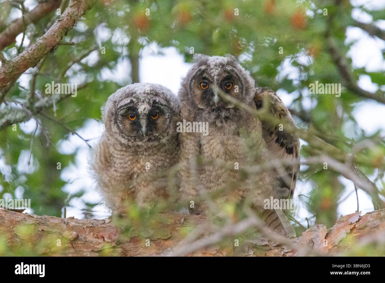 Langohrige Eulen (asio otus) in Finnland Stockfoto