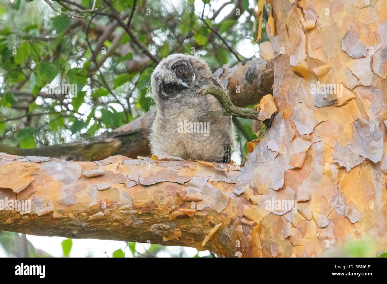 Langohrige Eulen (asio otus) in Finnland Stockfoto