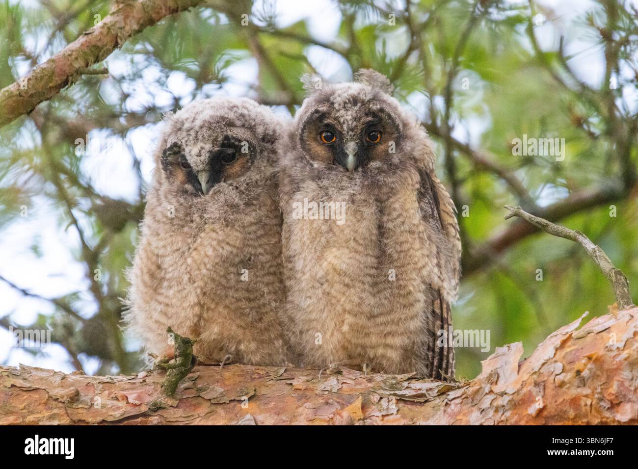 Langohrige Eulen (asio otus) in Finnland Stockfoto
