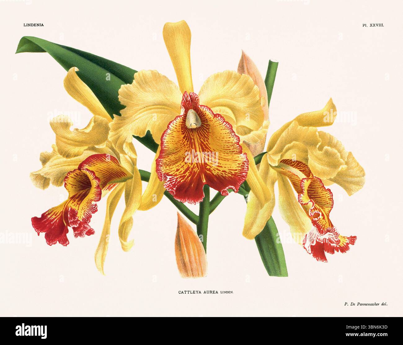 Orchideenblumen-Illustration von Cattleya aurea. Blumenmuster aus dem 19. Jahrhundert. Antike botanische Kunstwerke aus Frankreich. Ca 1890. Stockfoto