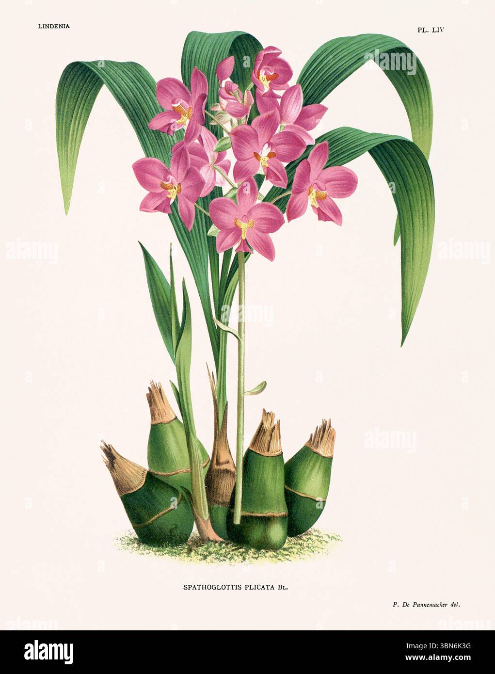 Orchideenblütendarstellung der Spaththoglottis plicata. Blumenmuster aus dem 19. Jahrhundert. Antike botanische Kunstwerke aus Frankreich. Ca 1890. Stockfoto