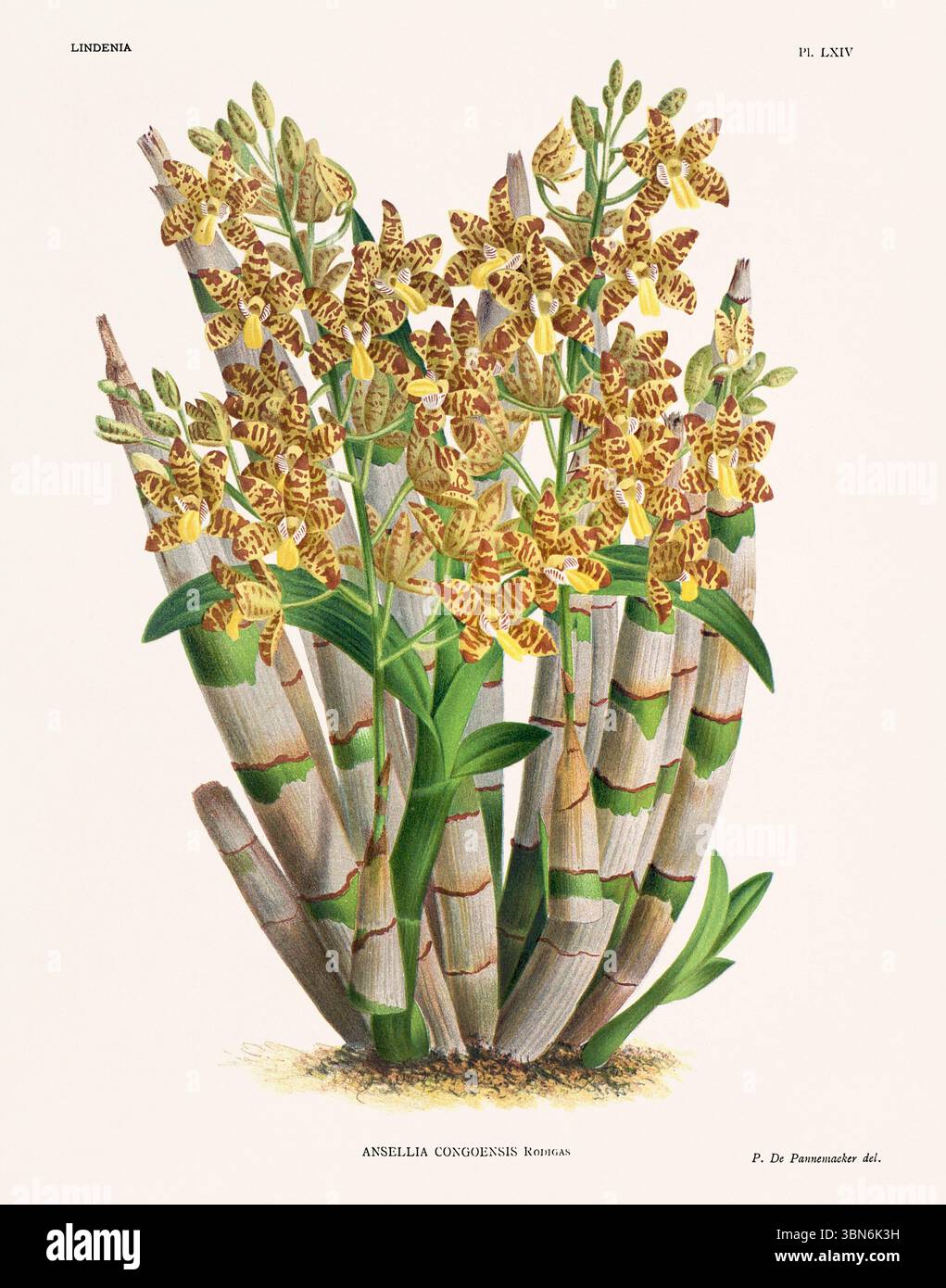 Orchideenblütendarstellung der Anella congoensis. Blumenmuster aus dem 19. Jahrhundert. Antike botanische Kunstwerke aus Frankreich. Ca 1890. Stockfoto